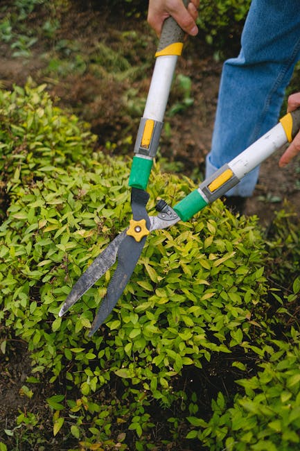 A gardener using specialized hedge trimming shears with yellow and green handles, positioned to carefully shape a dense, well-maintained hedge composed of small, vibrant green leaves. The hedge is par