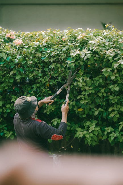 A gardener using specialized hedge trimming shears with yellow and green handles, positioned to carefully shape a dense, well-maintained hedge composed of small, vibrant green leaves. The hedge is par
